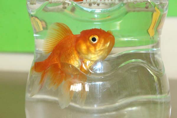 pet-day5