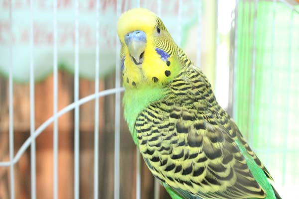 pet-day6