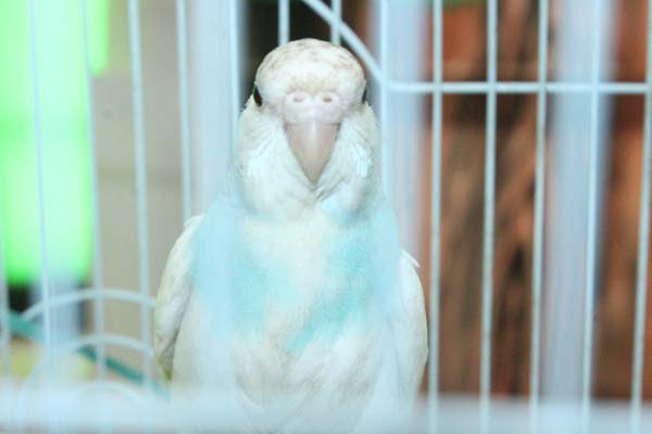 pet-day7
